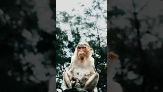 5 Animals Smarter Than You + Secret Genius! 🧠🐦
