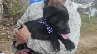 CCPAL PUP Tug