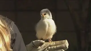 Zoo Day | Meet the African pygmy falcon