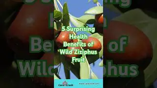 5 Surprising Health Benefits of Wild Ziziphus Fruit | #carecrash