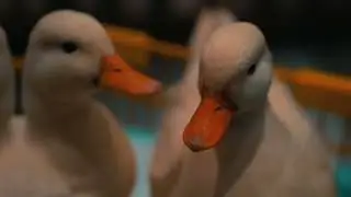 PrankDuck(KingDuck77 prank special gone wrong!(flashwaring)credits to the owners of the music