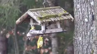 Waldv&ouml;gel an meinem Futterplatz im Wald