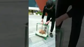 Dog 🐕 Transportation