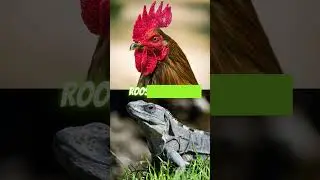HYBRID ANIMALS 😳