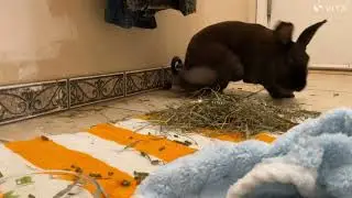Seeing what my bunny will do when I am gone 