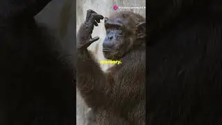 Humans: Our Primate Connection and Unique Traits #facts #animals #10amazingfactsabouteverything