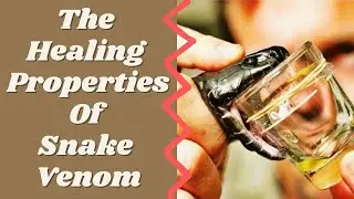 The Healing Properties Of Snake Venom, What Are The Benefits Of Snake Venom?
