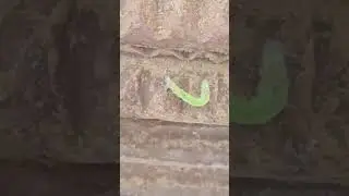 #measuring #worm #inchworm #insect #youtube #shorts #indianwildlifewithmrik