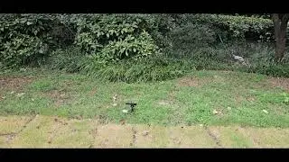 (ASMR) Singing Cricket Sound 1 hour