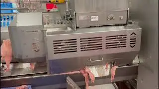 Stork AMF-BX semi-automatic breast cap filleting machine, made in 2010