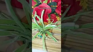 Diy Mini planter 🫶❣️🏵️#shortsfeed #shorts #youtube #trending #diy