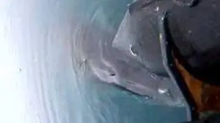 minky whale visiting zodiac