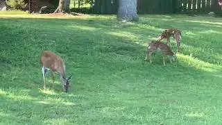 Mama Doe & Twin Fawn | Backyard Grace: A Doe and Fawn Moment #blueskybigdreams #wildlife #deer #cute