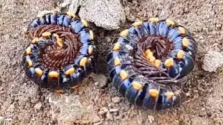When cute millipede became round! The Ring Animal | 8 November 2023