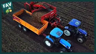 Eerste aardappels aan de bult rooien 2020 | Grimme Bunkerrooier + New Holland