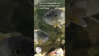 What is a Green Sunfish?