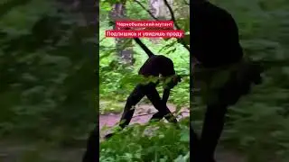 ОБНАРУЖЕН МУТАНТ В ЧЕРНОБЫЛЕ #shorts #stalker #сталкер #чернобыль