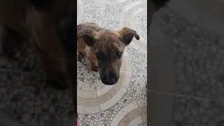 perro valiente