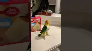 😂 Funny Animals, Cute Animals 2022😂 Try not to laugh 😂 Perfect Ending! #Shorts