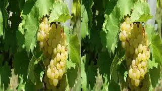 Winzerdorf Ramsthal in Franken 3D 4K slide show stereoscopic In the vineyard before the harvest 2025