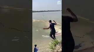 Aksi Nekat! Menjala Lele Raksasa Sambil Melompat, Sekali Tebar Langsung Dapat