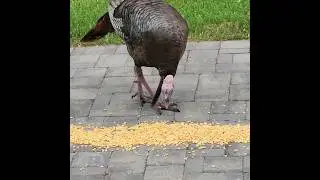 Hungry Turkey's  Eating So Fast 😉🦃&hearts;️