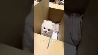 極小ポメラニアンの赤ちゃんをお迎えしました