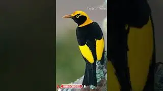 Regent Bower Bird ll Rare Bird ll Telugu Facts ll TOT FACTS