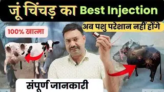 Best injection to kill lice in cow and buffalo 😇 cattle tick injection/ treatment of pashu ki lice