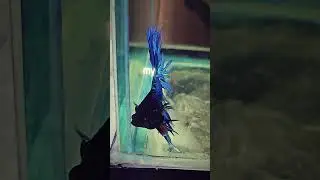 Crown Betta #bettafish #betta