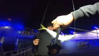 AKŞAM Suyu İSTAVRİT Avı 🐟