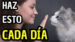 Haz estas 6 cosas todos los días — así tu gato se siente amado