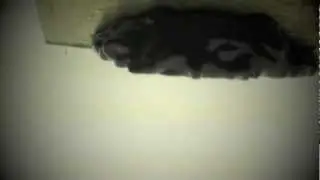Ink