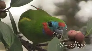 Double eyed Figparrot (Cyclopsitta diophthalma)  HD Video clip 1/1