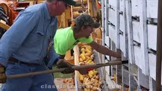 Shelling corn the hard way with antique and vintage equipment - Classic Tractor Fever