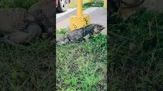 Iguana on the loose‼️ Cuban Iguana