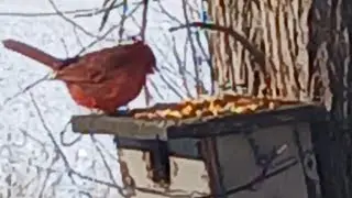 Nature Watching