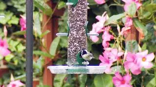 WBU Quick Clean Tube Feeder