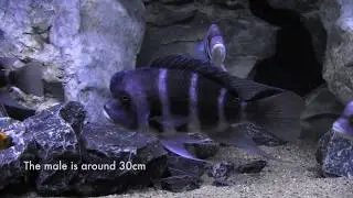 Björn's Lake Tanganyika aquarium (jan-2020)