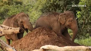 Emocionantes imágenes de la primera semana de las elefantas Pocha y Guillermina en el santuario