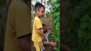Petik buncis yang muda #berkebundihalamanrumah