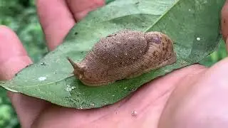Explore nature  Hunt strange insects  Worms, spiders, butterflies  Mantises, beetles