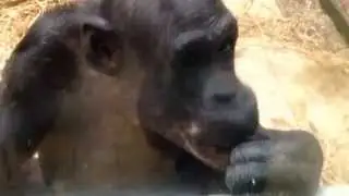 Cheeky Chimps at Twycross zoo