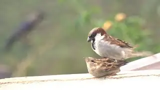 House sparrow mating-#birds-@wildlifezone115