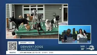 Denver7 viewer submits photo of 8 dogs on a hot tub