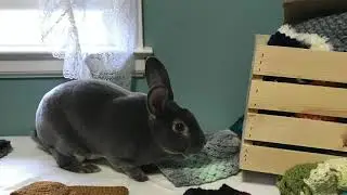 Essex Library Association Virtual Pet Show