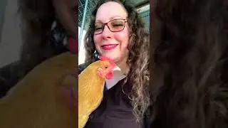 Pet Buff Orpington Chicken: Carmen Dawn