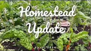 My Homestead Update April 2024