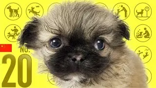 20 место Pekingese ｜ TOP100 Видео породы милых собак