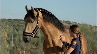 BENJO 2022, Buckskin PRE -Andalusian stallion ,September 2025 video